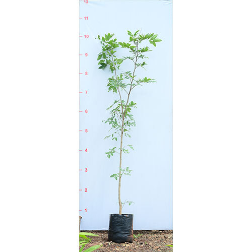 Bahawa Cassia Fistula Plant