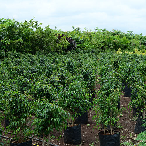 Black Ficus Tree Plant
