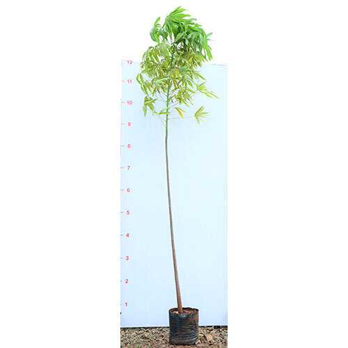 Bombax Plant