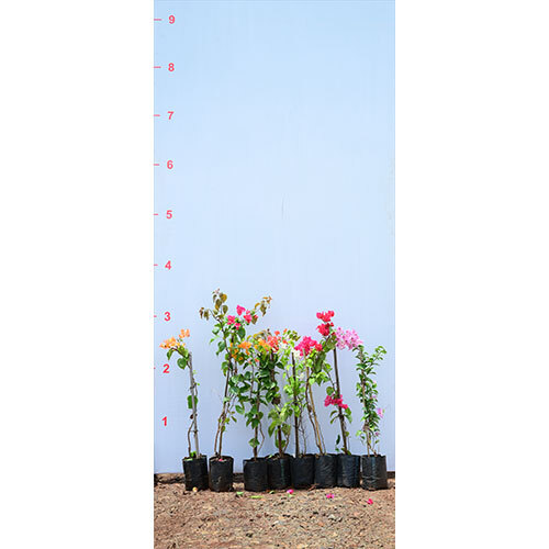 Bougainvillea Plant