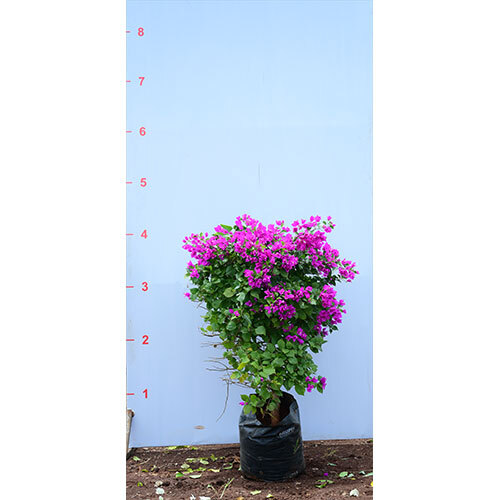 Bougainvillea Glabra Plant