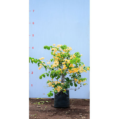 Bougainvillea Yellow Plant