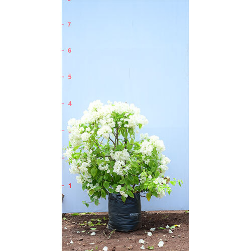 Bougainvillea White Plant