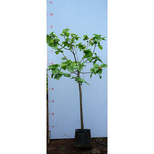 Cordia Sebestena Plant