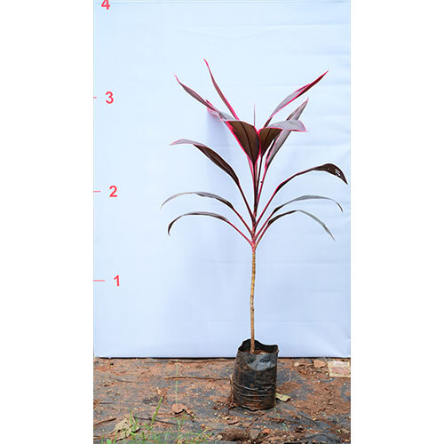 Dracaena Baby Doll Plant