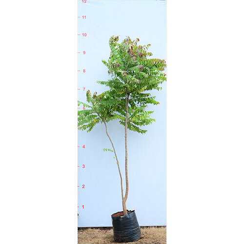 Emblica Officinalis Plant