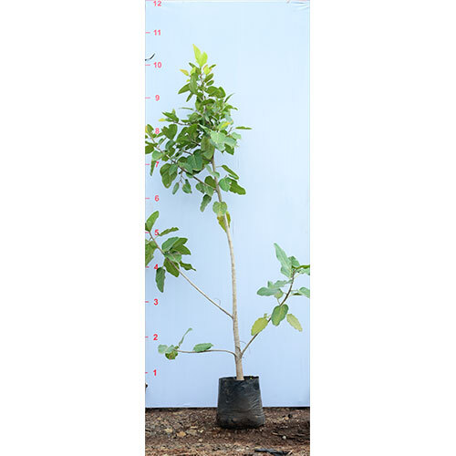 Ficus Benghalensis Plant