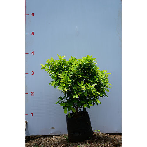 Ficus Panda Plant
