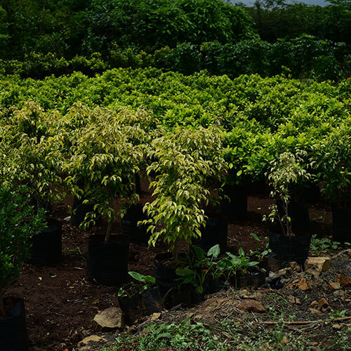 Ficus Prestige Plant