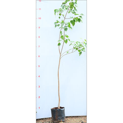 Ficus Religiosa Plant
