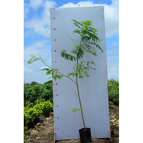 Gulmohar Plant