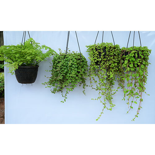 Hanging Plant
