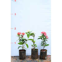 Red-white-pink Ixora Plant - Breed: Hybrid Cultivar