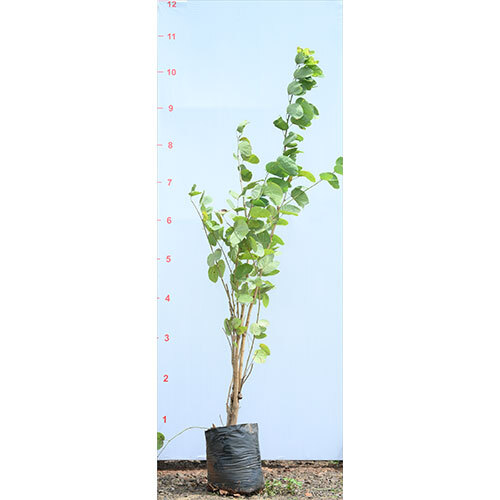 Kanchan Tree Plant