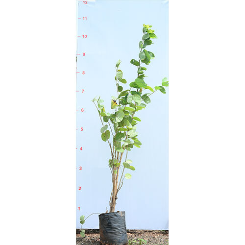 Kanchan Plant