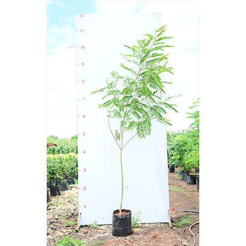 Kashid Plant