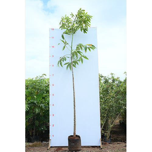Kate Sawar Plant