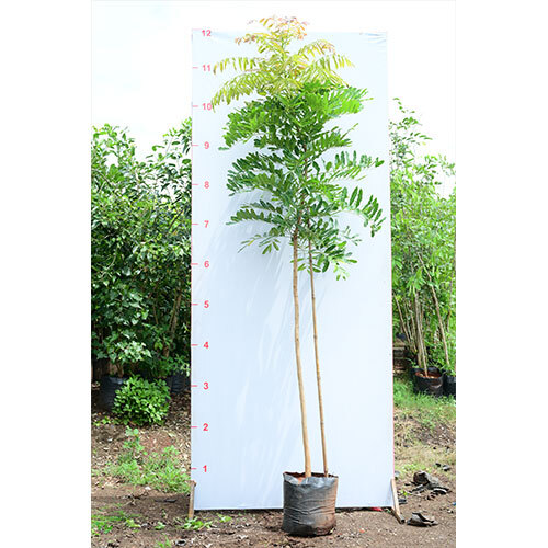 Khaya Grandis Plant