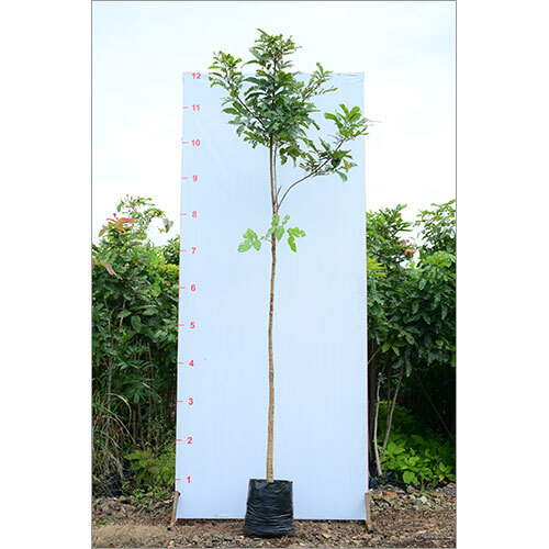 Kusum Tree