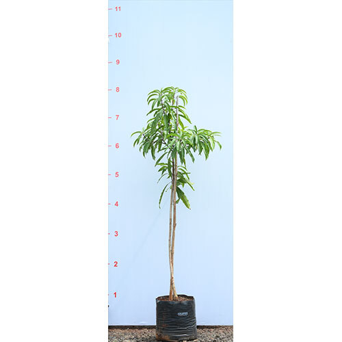 Mango Kesar Plant