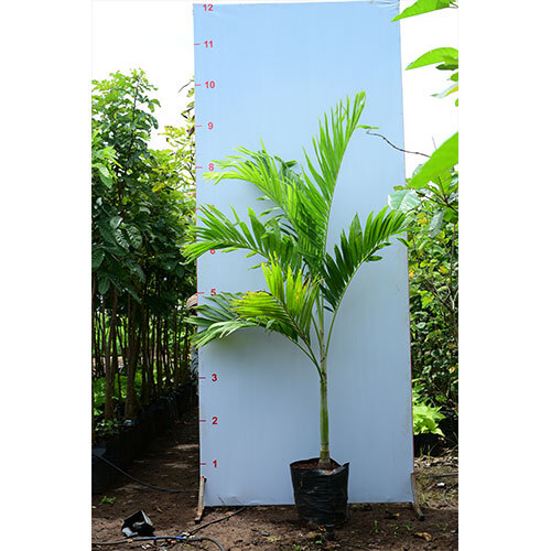 Manila Palm Plant