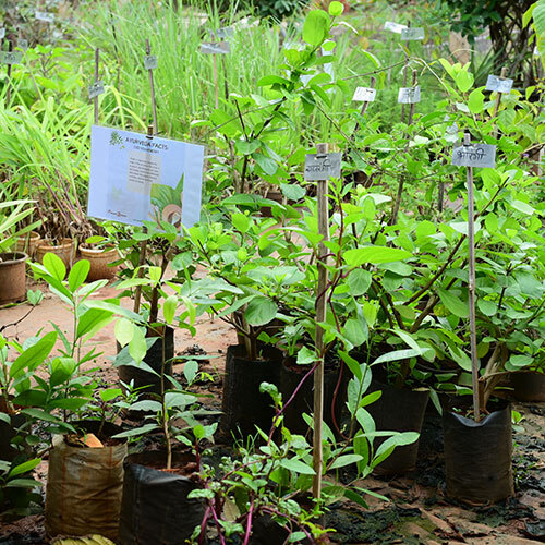 Medicine Plant