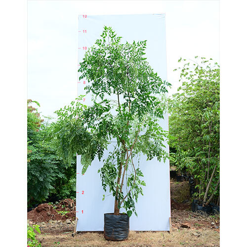 Millingtonia Plant