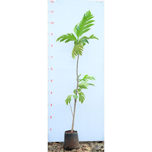 Nirphanas Plant