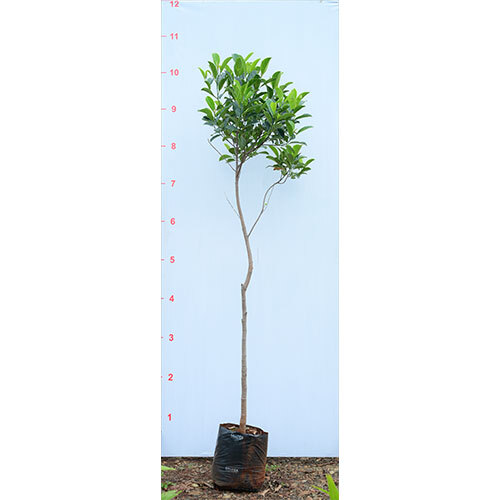 Phanas Plant