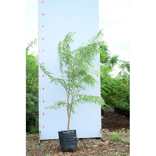 Phyllanthus Emblica Plant