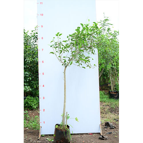 Pimpran Plant