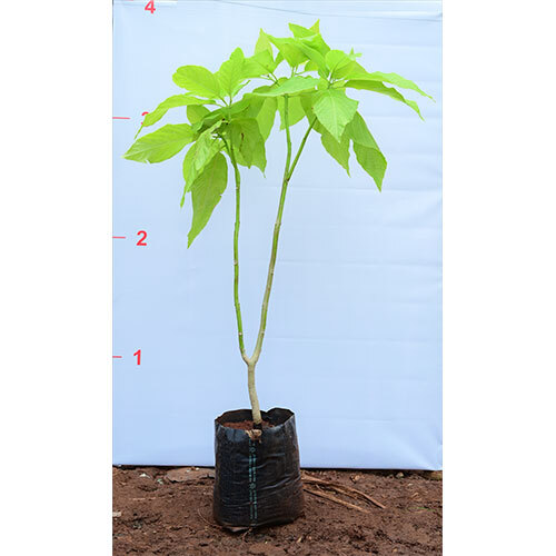 Pisonia Alba Plant