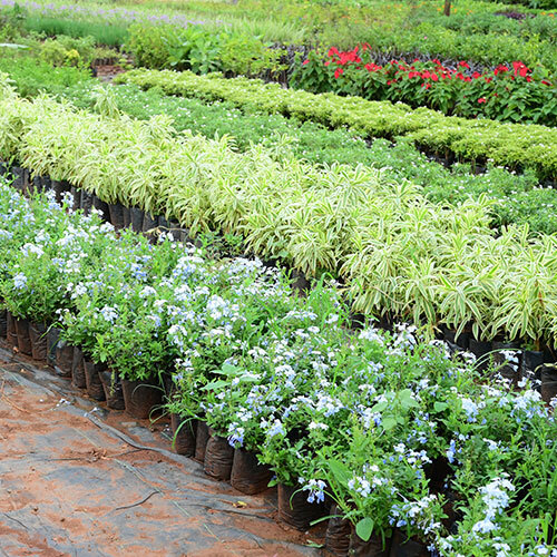 Plumbago Plant
