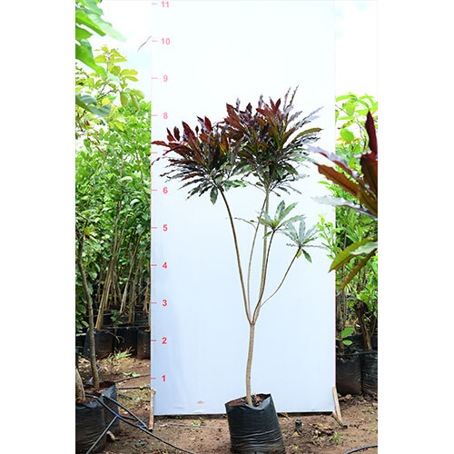 Pong Pong Chafa Plant
