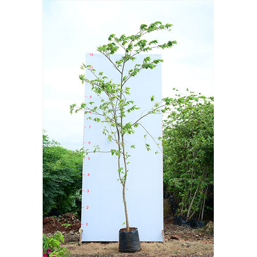 Prunus Avium Plant