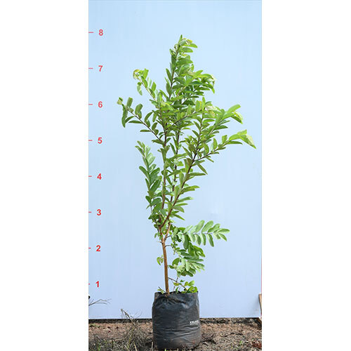 Psidium Guajava Plant