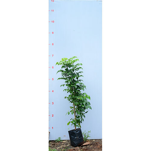 Radermachera Plant