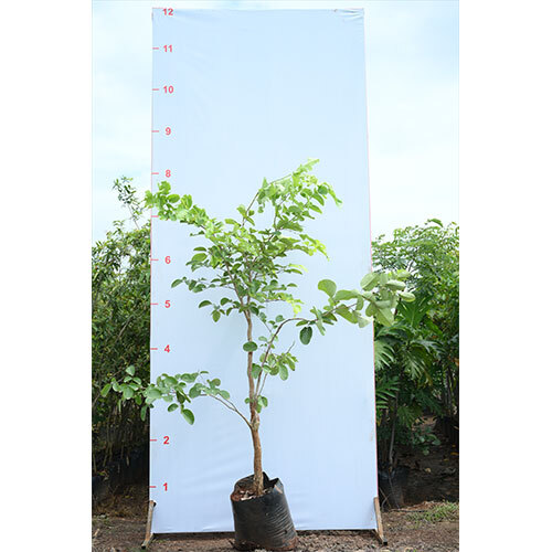 Rakt Chandan Plant