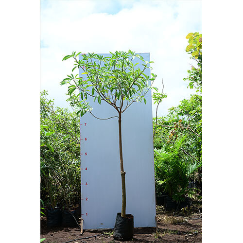 Saptaparni Plant