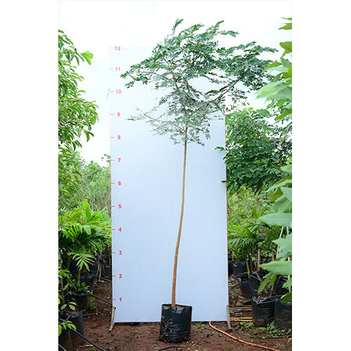 Shirish Plant