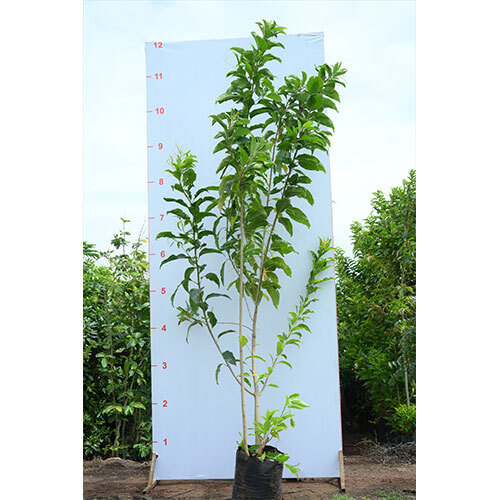 Sitaranjan Plant