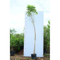 Sonchafa Grafted Plant - Breed: Hybrid Cultivar