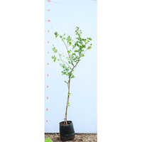Star Fruit Plant - Breed: Hybrid Cultivar
