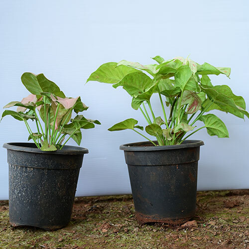 Syngonium Plant