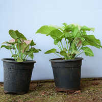 Syngonium Plant - Breed: Hybrid Cultivar