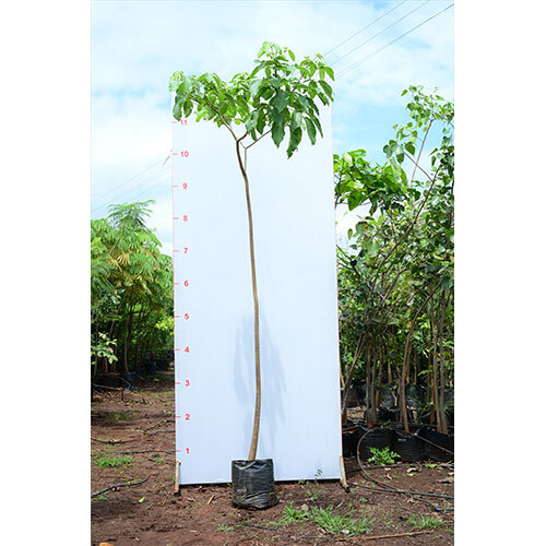 Tabebuia Rosea Plant