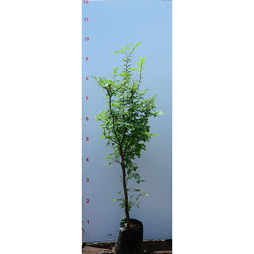 Tamarindus Indica Plant