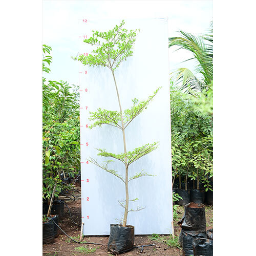 Terminalia Mantaly Plant