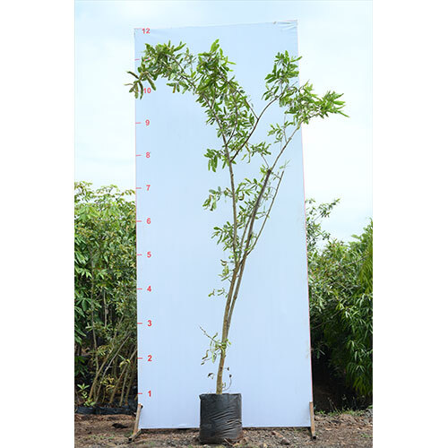 Terminalia Arjuna Plant