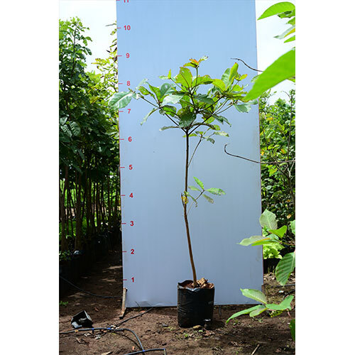 Terminalia Catappa Plant